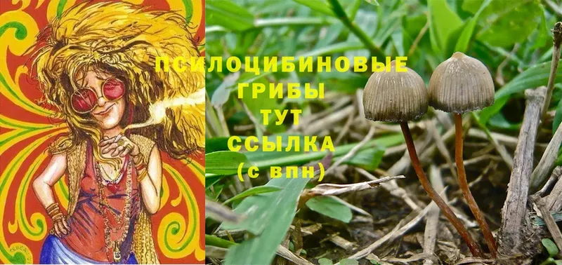 Псилоцибиновые грибы Psilocybe  Усинск 